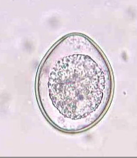 Fecal Egg Count